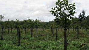 Plymouth and South Devon forest project receives &lsquo;crucial&rsquo; &pound;7.3million funding boost