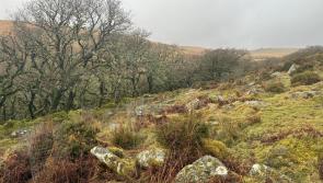 Volunteers plant 800 trees at Wistman&rsquo;s Wood as Dartmoor rainforest restoration continues
