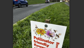 Why Bovey Tracey&rsquo;s road verges will be receiving an eco makeover 