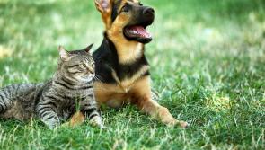 Torridge hosting two free pet microchip checking events this March