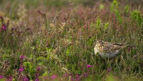 Give Devon&rsquo;s ground-nesting birds the space they need this spring