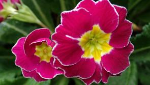 Gardening with Pat Duke: Often overlooked but don't forget this spring-flowering trio