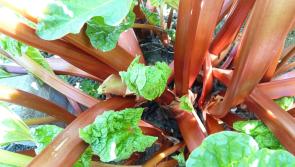 Gardening with Pat Duke: Rhubarb earns its space - it takes more time to harvest than look after