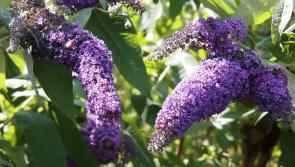 GARDENING WITH PAT DUKE: Great time for gardeners to look forward
