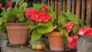 Gardening with Pat Duke: Planting up and tidying containers will keep you busy in cold weather