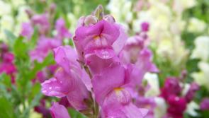 Gardening with Pat Duke: Bedding plants add splash of summer colour to flowerbeds