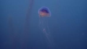 VIDEO: Stinging jellyfish swarm spotted in Torbay waters