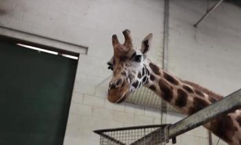 VIDEO: Giraffes, rhinos and new habitats coming to Paignton Zoo in 2026, new owner says
