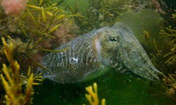 Help protect Torbay’s underwater nursery habitat