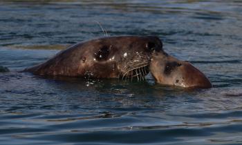 VIDEO: Brixham seal sightings surge as 62 grey seals recorded in single day