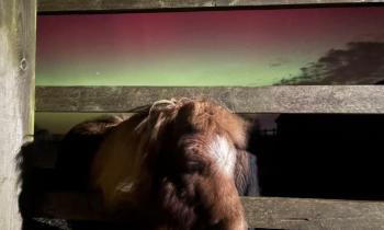 Video: Torbay treated to spectacular night-time Aurora