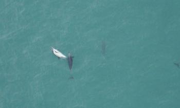 VIDEO: Dolphins spotted cruising Torbay waters in stunning winter sighting
