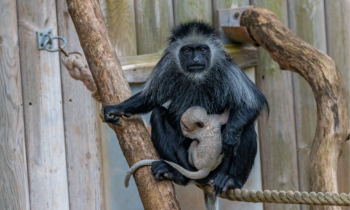 Watch: Baby boom at Paignton Zoo as second rare white monkey born