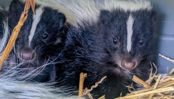 Paignton Zoo’s new arrivals are stinking up the spotlight