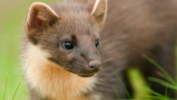 Pine martens are being reintroduced in England, including two areas of the South West                                          Photo: Terry Whittaker/Devon Wildlife Trust