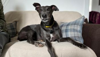 Devon dog lover finds forever friend after fostering 12 pups