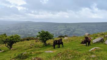 (Image: NightCafe49/ Wikimedia Commons)