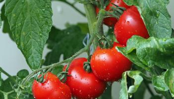 Gardening: Make the most of mild weather before winter