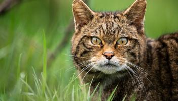 Return of wildcats to South West England found to be feasible