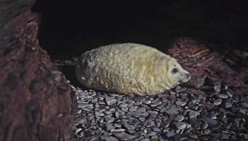 Torbay's first ever grey seal pup discovered in hidden sea cave