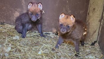 VIDEO: Paignton Zoo celebrates birth of rare maned wolf pups