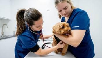 How Torbay pet owners can get free vet health checks this January