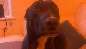 Councillor steps in after dog welfare concerns raised at travellers' camp in Exeter