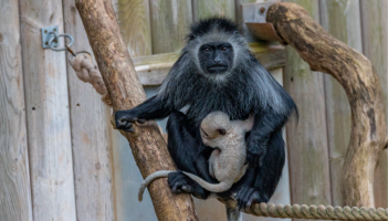 Watch: Baby boom at Paignton Zoo as second rare white monkey born