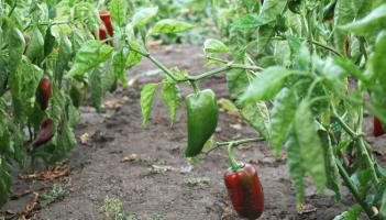Gardening: Fall in love with your garden - Valentine&rsquo;s chillies are calling
