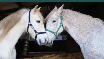 Swipe right on rescue: Ponies seek perfect match this Valentine&rsquo;s