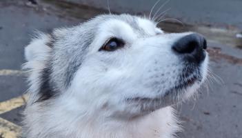 Torquay rescue dog makes full recovery after life-threatening illness