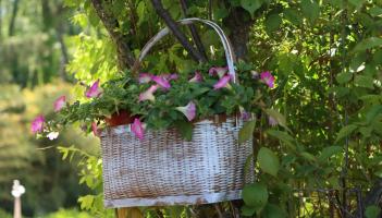 Gardening: How to get ahead for summer from your windowsill