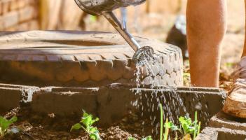 Gardening: What to sow and grow this March