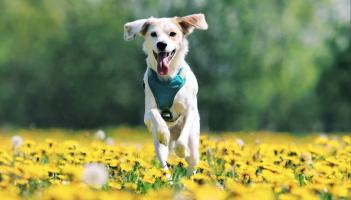 Spring warning for dog owners as common garden plants pose hidden danger