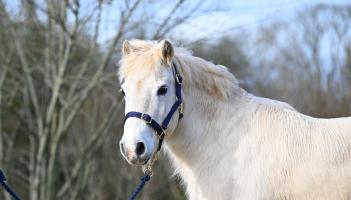 Rescue pony Alan still waiting for home after more than 450 days