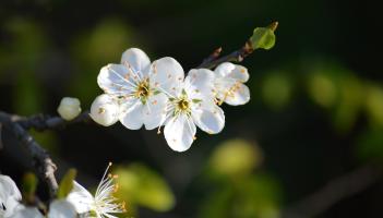 Glory of spring and plum blossoms Pic neelam279 on Pixabay