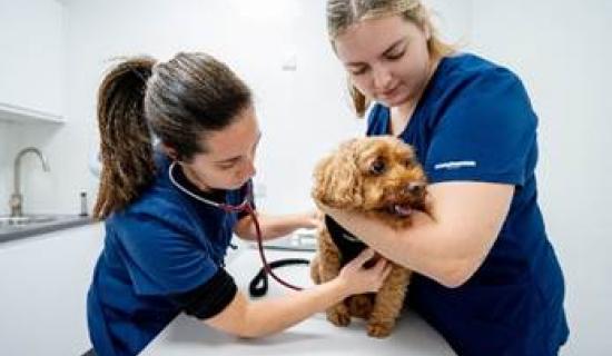 How Torbay pet owners can get free vet health checks this January