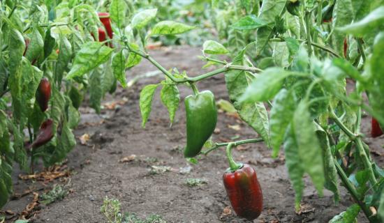 Gardening: Fall in love with your garden - Valentine&rsquo;s chillies are calling