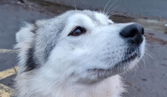 Torquay rescue dog makes full recovery after life-threatening illness