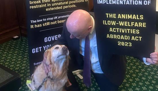 Torbay MP urges action on overseas animal cruelty ban