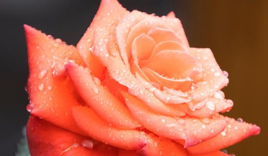 Gardening: A season of surprises as gardens begin to wake