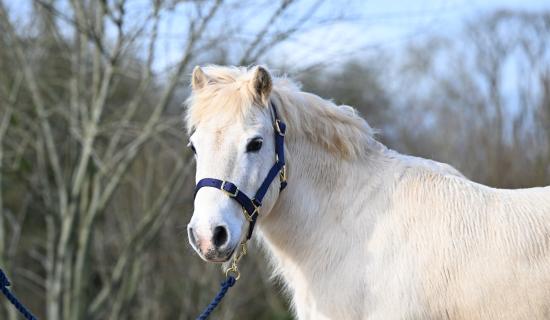 Rescue pony Alan still waiting for home after more than 450 days