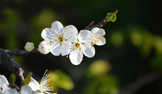 Glory of spring and plum blossoms Pic neelam279 on Pixabay
