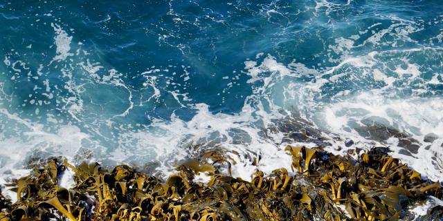 Gardening: Chicken pellets, seaweed and fish bones &ndash; the February secret to bigger blooms