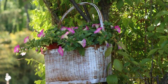 Gardening: How to get ahead for summer from your windowsill