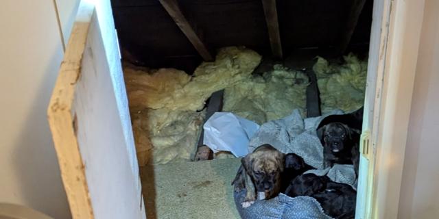 Warning: Disturbing Images &ndash; Torquay woman banned from keeping animals after RSPCA rescues neglected dogs and puppies