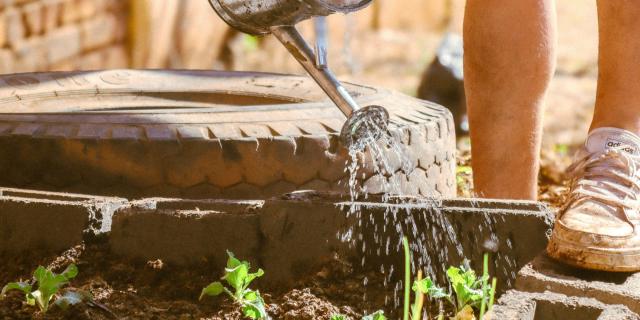 Gardening: What to sow and grow this March