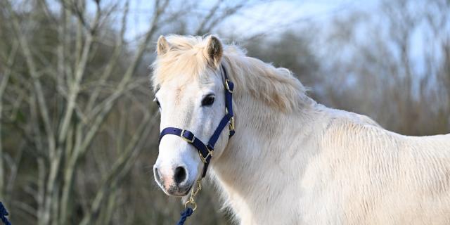 Rescue pony Alan still waiting for home after more than 450 days