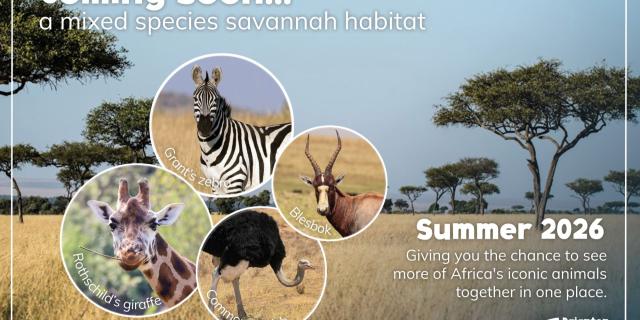 Paignton Zoo Savannah plans - just one theme