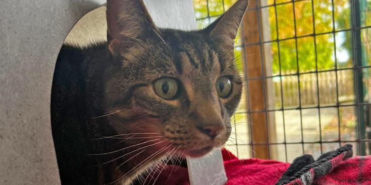 Lost Torbay cat reunited with owner after five years